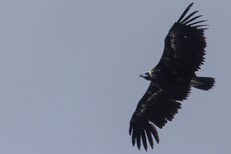Vautour moine bagué